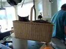 Cute Cat