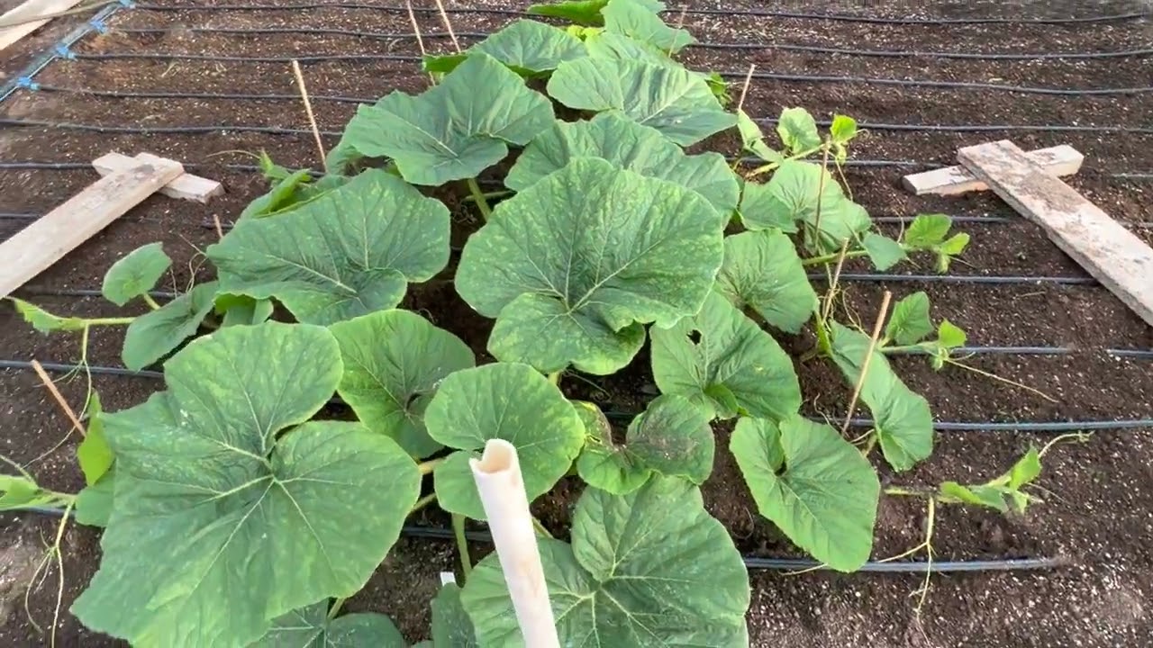 6/7/22 Giant Pumpkin Update. Plant Growth!