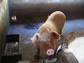 China Local pigs