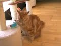 Maine Coon Tribute Maine Coon Tribute
