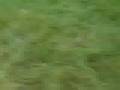 my lil neighbor thyping me trying to kick flips