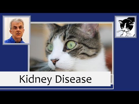 how to treat ckd in cats