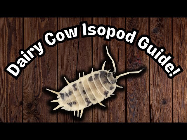 Dairy Cow Isopods "Porcellio Laevis" in Reptiles & Amphibians for Rehoming in Strathcona County