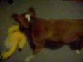 2008-12-25 | My dog farts!!! ~> my dog farts im just playing with it them FART!! ... (00:07)