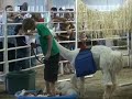 4 h llama demonstration