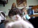 Nermal the Destroyer Nermal the Destroyer