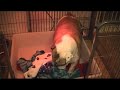 Mariette prépare son nid pour ses chiots Mariette prépare son nid pour ses chiots