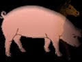 Farm Animals