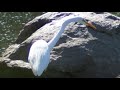 peregrine falcon...mallards...egret...& more 8-11-08