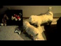 Cockapoo