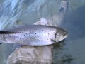 MOV00675.MPG
