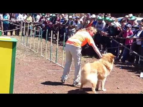 canary island dog