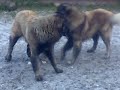 Caucasian Ovcharka puppy & Estrela Mountain Dogs playing