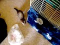 My ferret