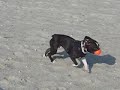 Spike at the Beach Spike at the Beach
