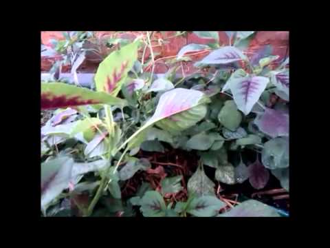 how to harvest amaranth leaves