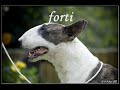 bull terrier chessy montage photo