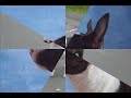bull terrier chessy montage photo
