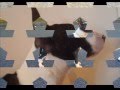 bull terrier chessy montage photo