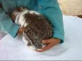 Rabbit Handling: How to PICK UP a bunny rabbit, BunnyCentral Rabbit Handling: How to PICK UP a bunny rabbit, BunnyCentral