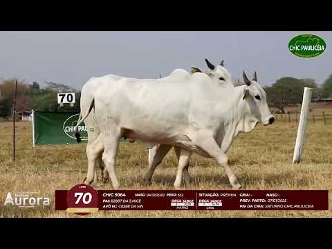 4� De Olho na Fazenda - NELORE AURORA participa��o Chico Paulic�ia