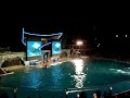 Spectacular Shamu Show in Sea World Spectacular Shamu Show in Sea World