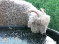 Goats Suck