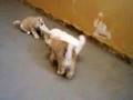Akita Inu video