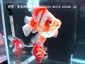 http://kingyo.movie.coocan.jp/提供：金魚的動画空間2008年度 第26回日本観賞魚フェア（全日本金魚品評会）の日本観賞魚振興会会長賞と蝶尾弐歳の部 優勝魚です。（2匹）2008年度 第26回日本観賞魚フェアのレポートhttp://www.osakanakan.com/archives/000600.html蝶尾（チョウビ）の解説：http://kingyo.osakanakan.com/?ZukanChoubi日本観賞魚フェアとは？http://ranchuu.osakanakan.com/tana/archives/000057.html【金魚の解説サイト】金魚wiki：http://kingyo.osakanakan.com/