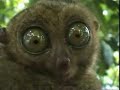 1 Minute Dramatic Lemur