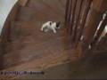 Kitten Falls down the Stairs