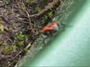 insectes insectes