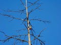 Woodpecker - Större Hackspett Woodpecker - Större Hackspett