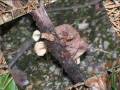 Passeggiando alla ricerca di funghi