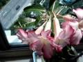 Homegrown Fukui Blossoms 4 Homegrown Fukui Blossoms 4
