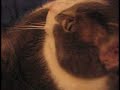 That Snoring Cat