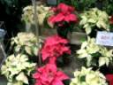 Poinsettias 2008 6\" Pots Poinsettias 2008 6\" Pots