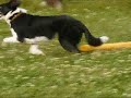 Teaching a border collie direction