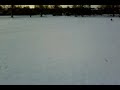 Lurcher Loony