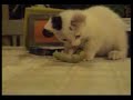 Crazy   cat  defending his melon.