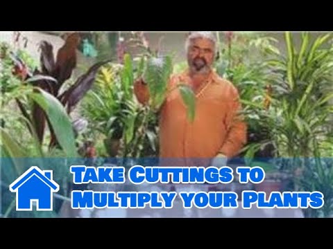 how to cut and replant a rubber tree