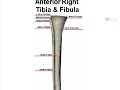Anterior Bone Landmarks (Tibia and Fibula)