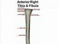 Anterior Bone Landmarks (Tibia and Fibula)