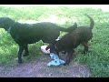 Murray River Curly Coated Retriever