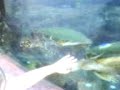 Tartarugas gigantes no aquario,e maiores ainda nos tanques,lindas!Peixes ornamentais lindos tambem! E enormes!Comentarios e observaçoes:Nicoly 