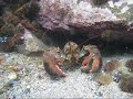 homard à SPM