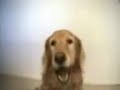Anjing yang sedang bermain-main