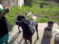 videos de Galopeia