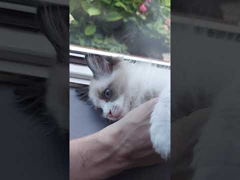 Don't stop scratching my belly | Fero The Ragdoll Cat
