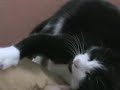 Friendly cat of Stratford-Upon-Avon